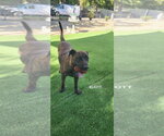 Small Photo #6 Holland Shepherd-Plott Hound Mix Puppy For Sale in Woodland Hills, CA, USA