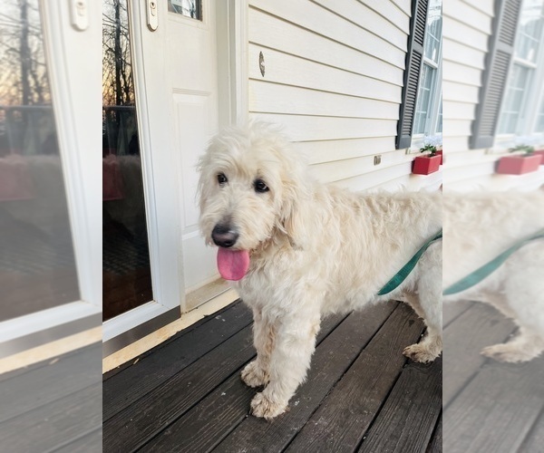 Medium Photo #11 Goldendoodle Puppy For Sale in TIMBERLAKE, NC, USA