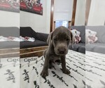 Puppy Cedar Labrador Retriever
