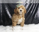 Puppy Brody F1B Goldendoodle (Miniature)