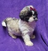 Small Photo #20 Lhasa Apso Puppy For Sale in BUFFALO, MO, USA