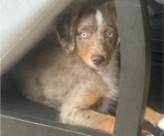 Small #23 Miniature Australian Shepherd