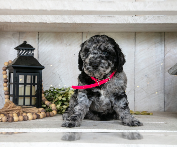 Medium Photo #3 Miniature Labradoodle Puppy For Sale in SUGARCREEK, OH, USA