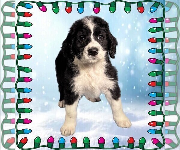 Medium Photo #3 Bernedoodle Puppy For Sale in BLACK FOREST, CO, USA