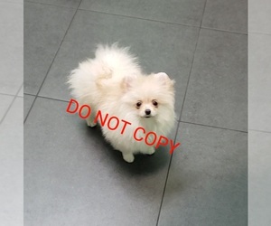 Yoranian Puppy for sale in DOWNERS GROVE, IL, USA