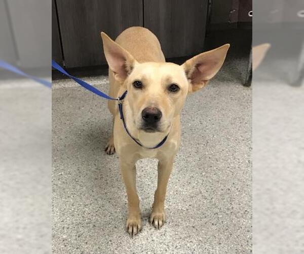 Medium Photo #1 Australian Kelpie-Labrador Retriever Mix Puppy For Sale in Conroe, TX, USA