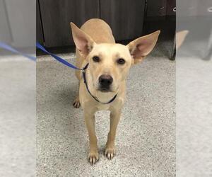 Australian Kelpie-Labrador Retriever Mix Dogs for adoption in Conroe, TX, USA