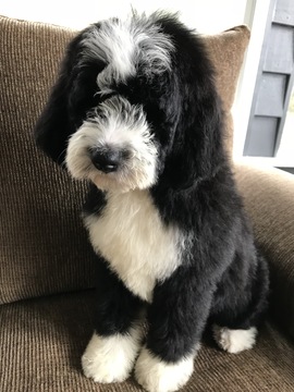 Medium Photo #1 Bernedoodle-Poodle (Standard) Mix Puppy For Sale in RICHMOND, IL, USA