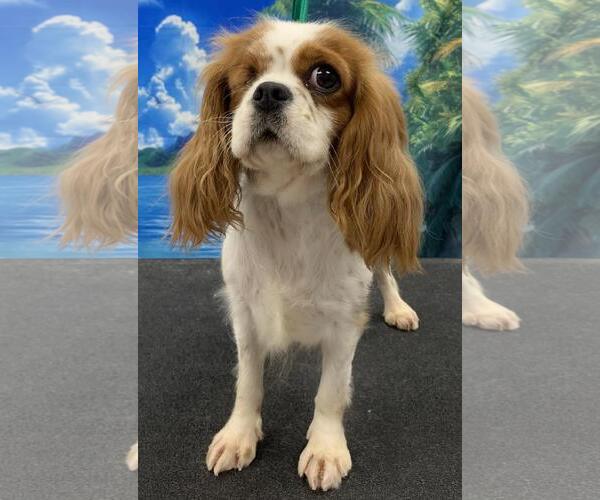 Medium Photo #3 Cavalier King Charles Spaniel Puppy For Sale in Westminster, MD, USA