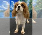 Small #2 Cavalier King Charles Spaniel