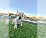 Small #8 French Bulldog