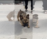 Small Photo #1 French Bulldog Puppy For Sale in GILBERT, AZ, USA