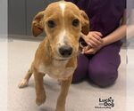 Small Dachsador