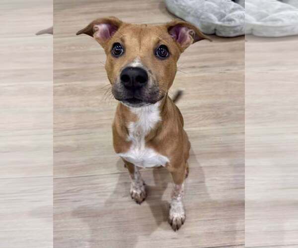 Medium Photo #4 Mutt Puppy For Sale in pomfret, CT, USA