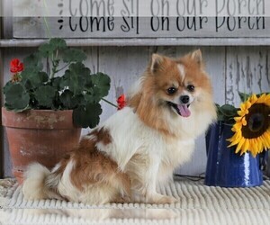 Mother of the Pomeranian puppies born on 08/04/2021