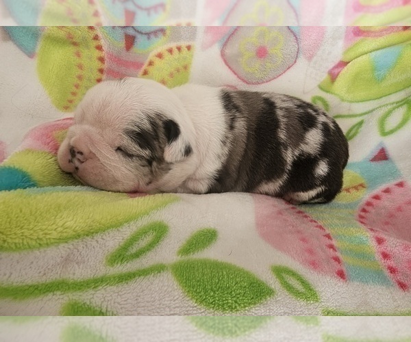 Medium Photo #4 Boston Terrier Puppy For Sale in GENOA, NE, USA