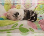 Small Photo #4 Boston Terrier Puppy For Sale in GENOA, NE, USA