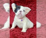 Small Photo #130 French Bulldog Puppy For Sale in ORLANDO, FL, USA
