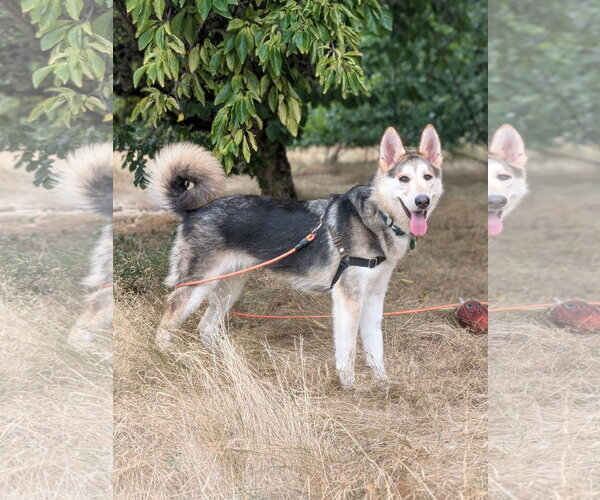 Medium Photo #2 Siberian Husky-Unknown Mix Puppy For Sale in Bellevue, WA, USA