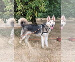 Small #1 Siberian Husky Mix