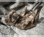 Puppy 1 Shih Tzu