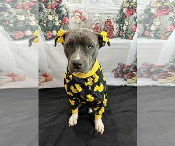 Medium Photo #4 Staffordshire Bull Terrier-Unknown Mix Puppy For Sale in Germantown, OH, USA