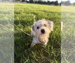Small Photo #3 Maltese Puppy For Sale in Wheaton, IL, USA