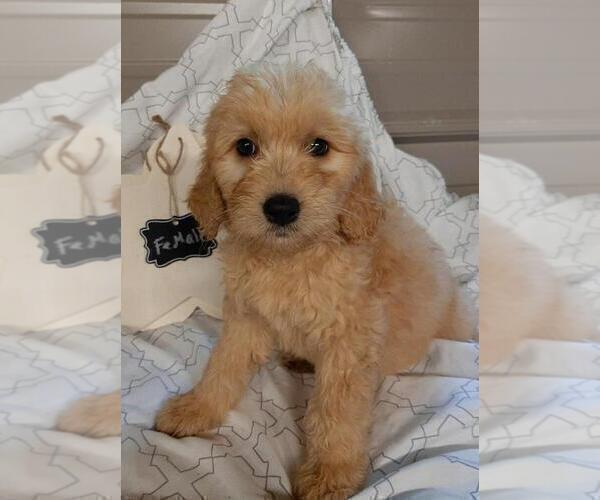 Medium Photo #2 Goldendoodle Puppy For Sale in COMMERCE, TX, USA