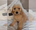 Small Photo #2 Goldendoodle Puppy For Sale in COMMERCE, TX, USA