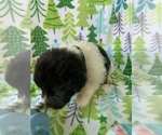 Small Photo #2 Great Pyrenees-Newfoundland Mix Puppy For Sale in HERTFORD, NC, USA