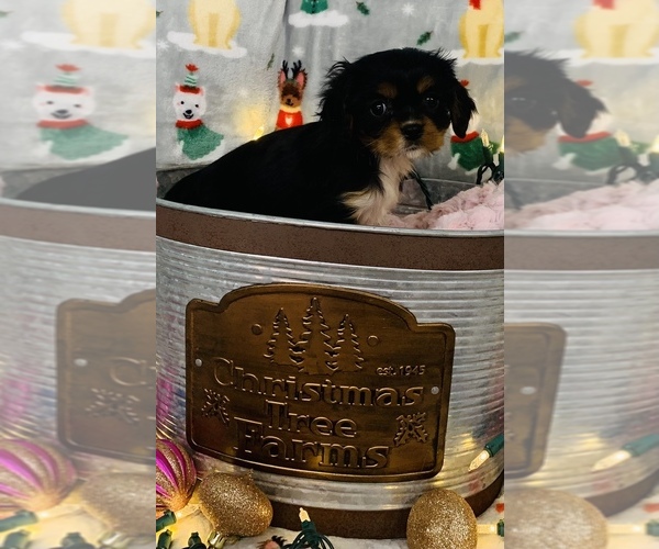 Full screen Photo #7 Cavalier King Charles Spaniel Puppy For Sale in CINCINNATI, OH, USA
