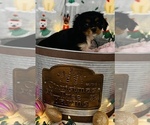 Small Photo #7 Cavalier King Charles Spaniel Puppy For Sale in CINCINNATI, OH, USA