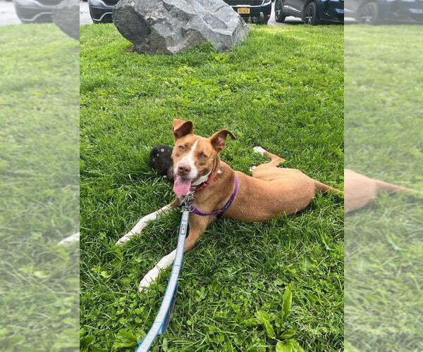 Medium Photo #14 Mutt Puppy For Sale in Elmsford, NY, USA