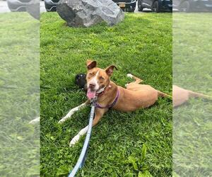 Royal - Male Mutt Dog for Adoption - Photo #14