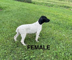 German Shorthaired Pointer Puppy for sale in LEITCHFIELD, KY, USA