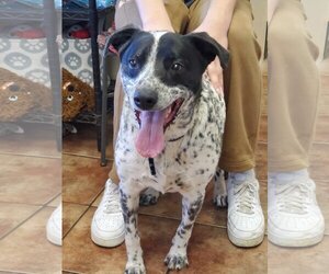 Dalmatian-Unknown Mix Dogs for adoption in Amarillo, TX, USA
