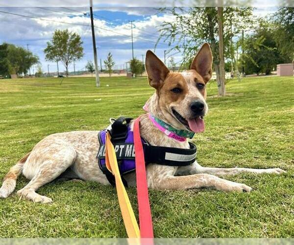 Medium Photo #2 Mutt Puppy For Sale in Las Vegas, NV, USA