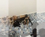 Small #7 Cane Corso