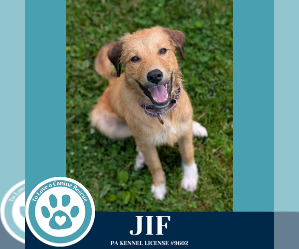 Medium Photo #2 Golden Pyrenees Puppy For Sale in Kimberton, PA, USA