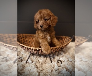 Cavapoo Puppy for sale in CROSSVILLE, TN, USA
