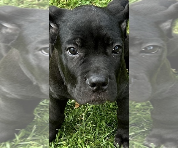 Medium Photo #16 Cane Corso Puppy For Sale in ANDERSON, IN, USA