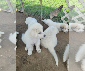 Great Pyrenees Puppy for sale in ASHLEY, OH, USA