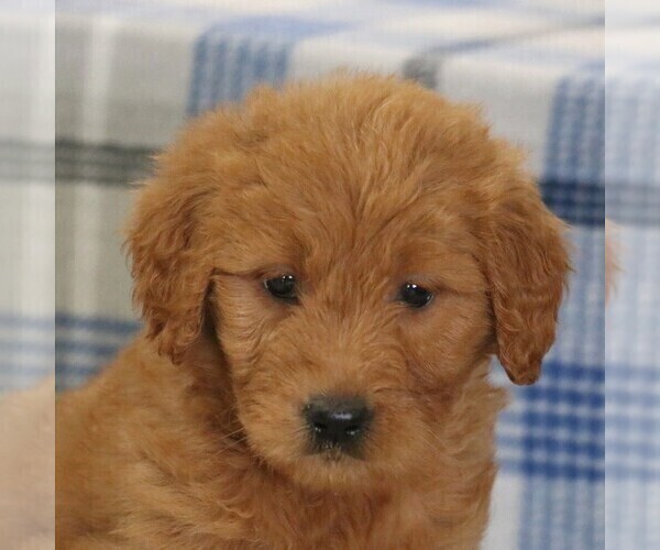 Medium Photo #4 Goldendoodle Puppy For Sale in PARKESBURG, PA, USA