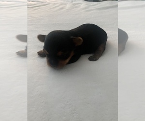 Yorkshire Terrier Puppy for Sale in MYRTLE BEACH, South Carolina USA