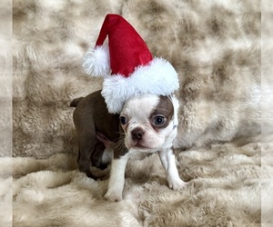 Boston Terrier Puppy for sale in OROVILLE, CA, USA