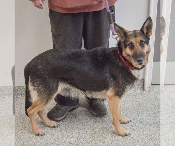 Medium Photo #2 German Shepherd Dog Puppy For Sale in Huntley, IL, USA
