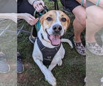 Small #15 American Pit Bull Terrier-Treeing Walker Coonhound Mix