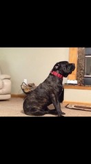 Mother of the Cane Corso puppies born on 12/23/2017