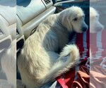 Small Photo #2 Golden Retriever-Unknown Mix Puppy For Sale in Okolona, MS, USA