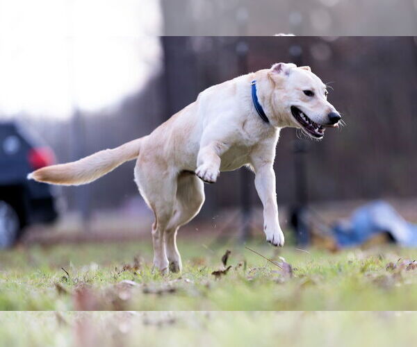 Medium Photo #4 Mutt Puppy For Sale in Munford, TN, USA